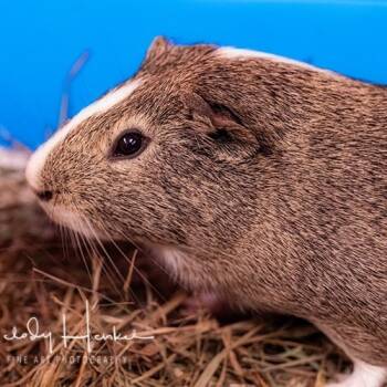 Rescue Guinea Pig Guinea Pigs for Adoption in Brockton, Massachusetts - Rio | PetCurious